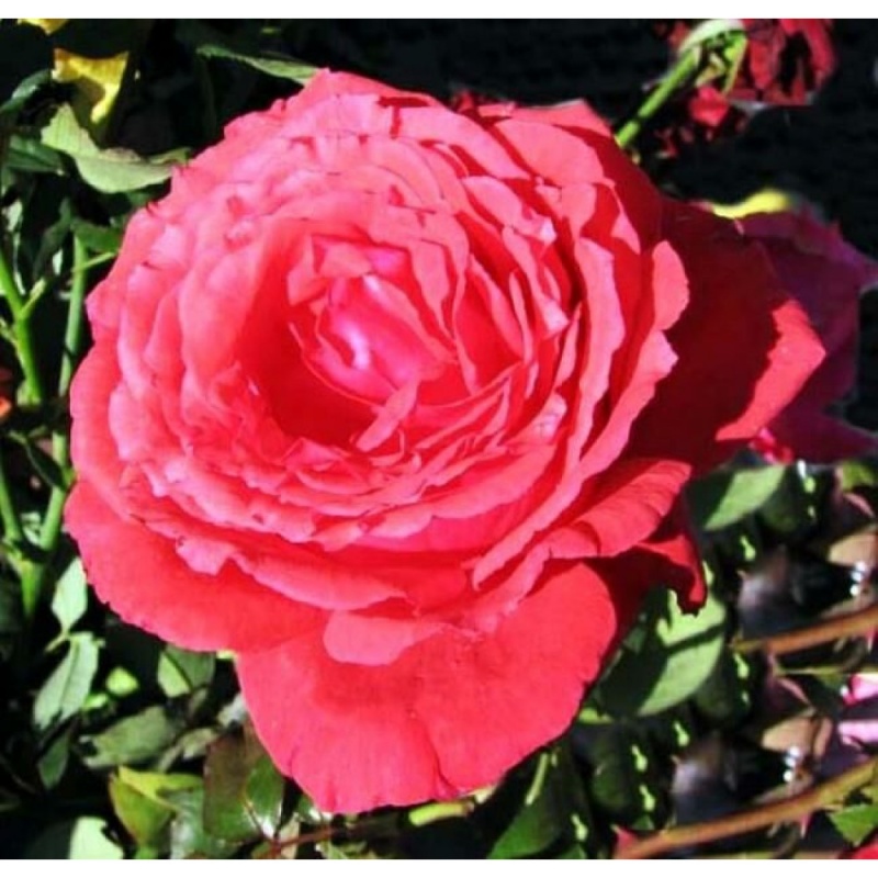 Основное изображение товара