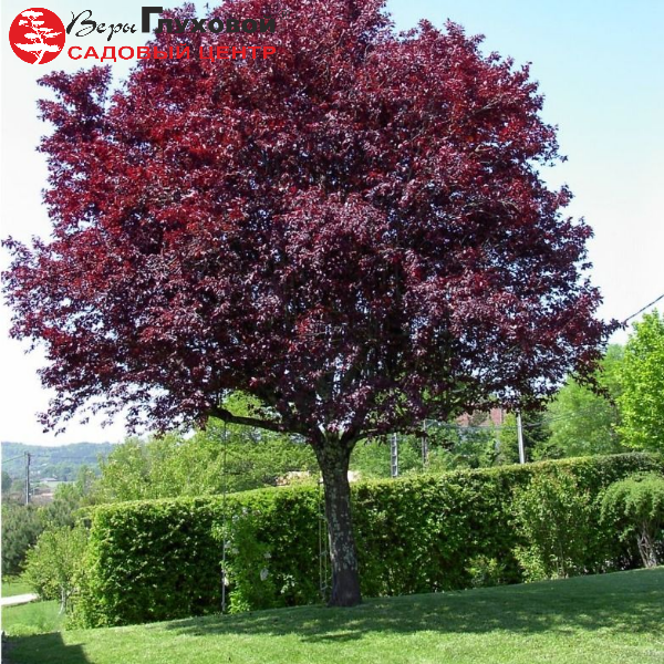 Основное изображение товара