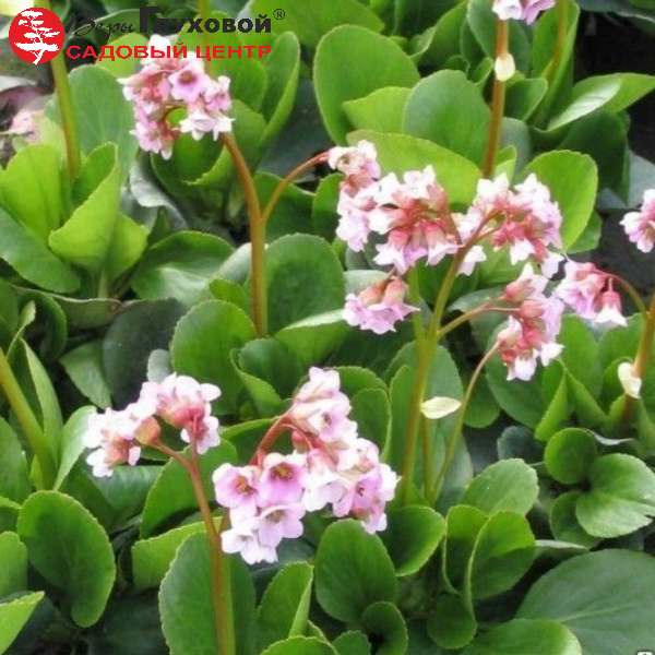 Бадан гибридный Беби Долл
