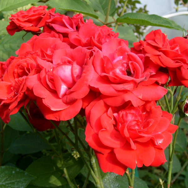 Роза полиантовая Nina Weibull