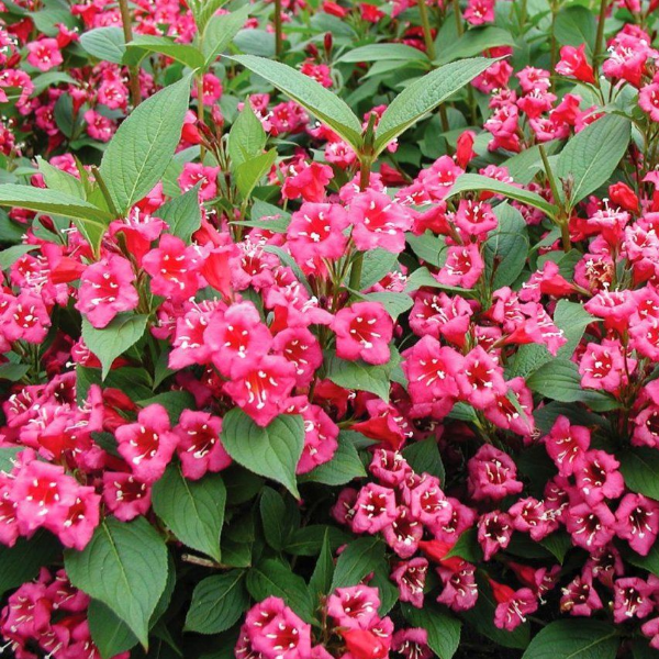 Вейгела гибридная " Бристоль Руби" Weigela hybrida "Bristol Ruby"