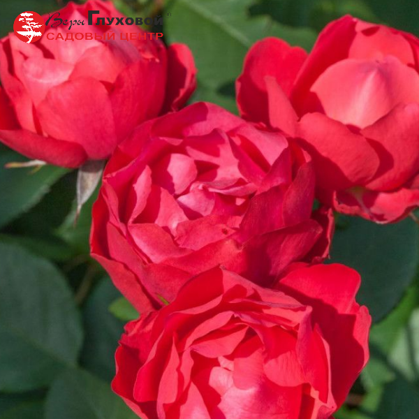 Основное изображение товара