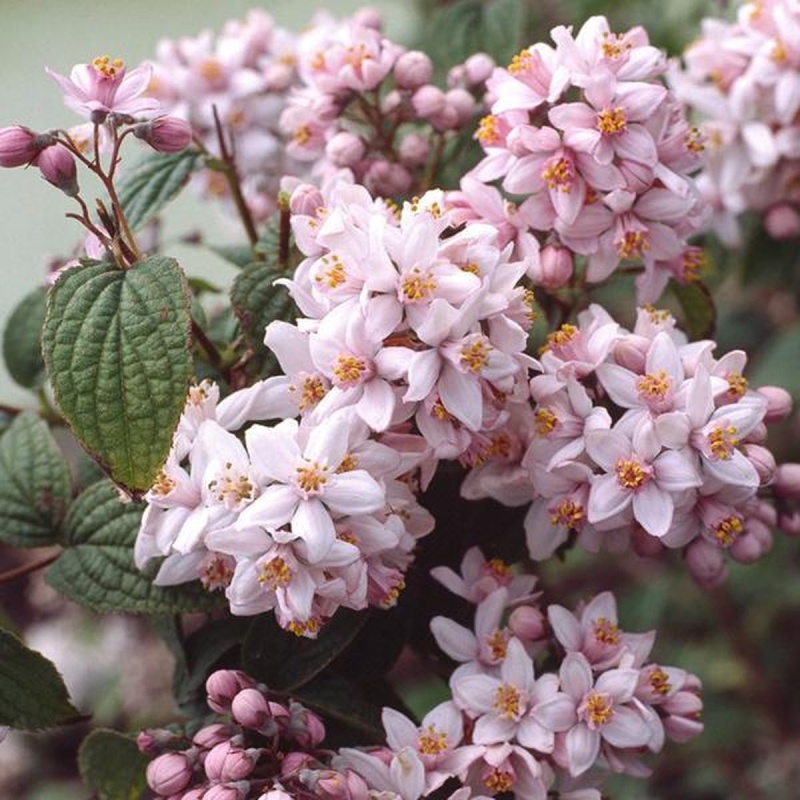 Основное изображение товара