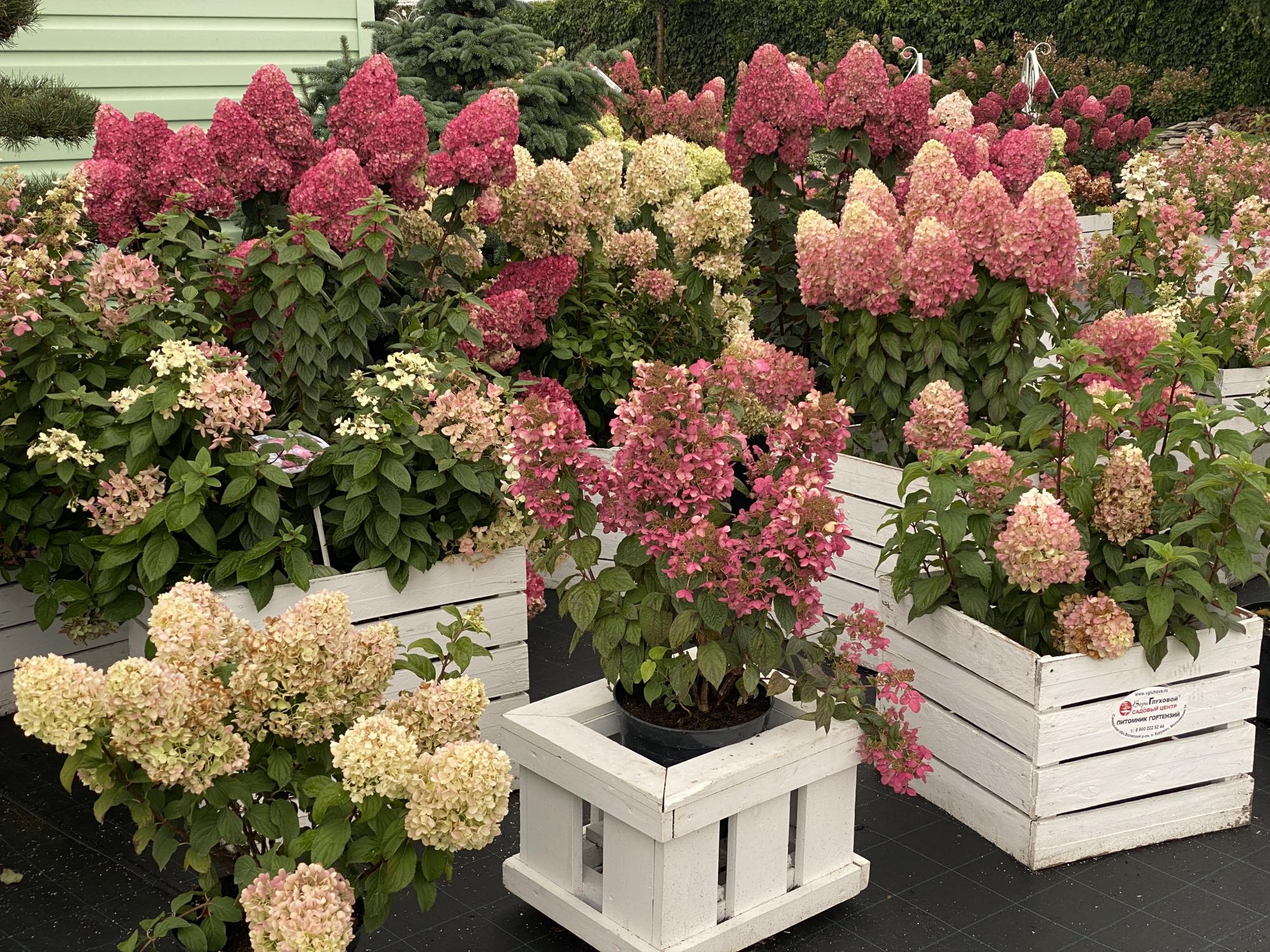 с 1 - 30 октября на все декоративные растения скидка 30% (есть ограничения) с 1 - 30 октября на все декоративные растения скидка 30% (есть ограничения)