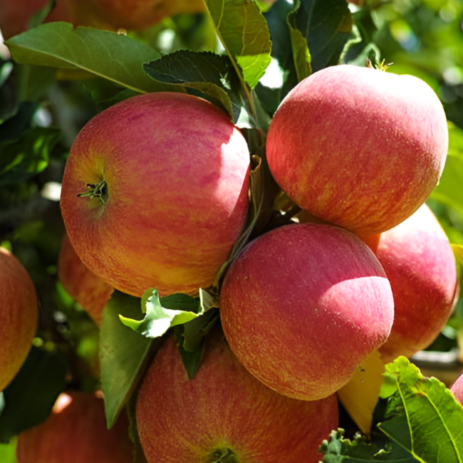 Яблоня Коричное полосатое (осенний сорт)