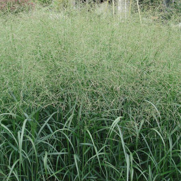 Основное изображение товара