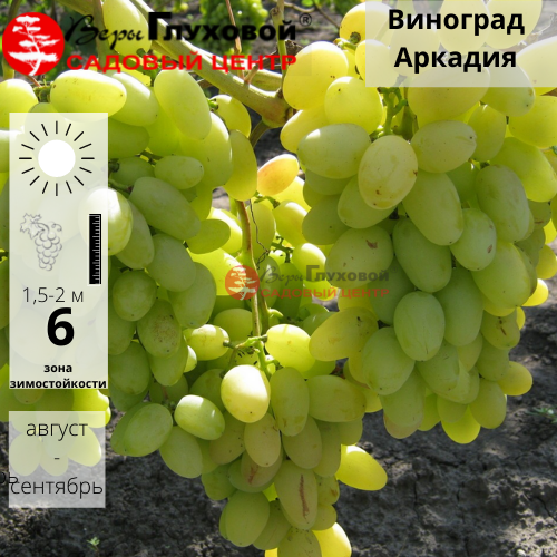 Основное изображение товара