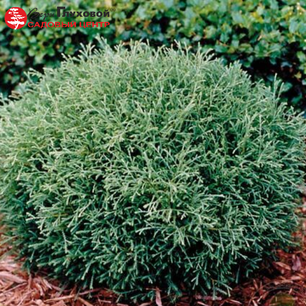 Основное изображение товара