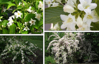 Вейгела гибридная 'Кандида' ('Candida')