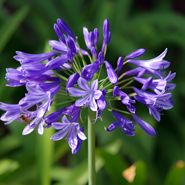 Основное изображение товара