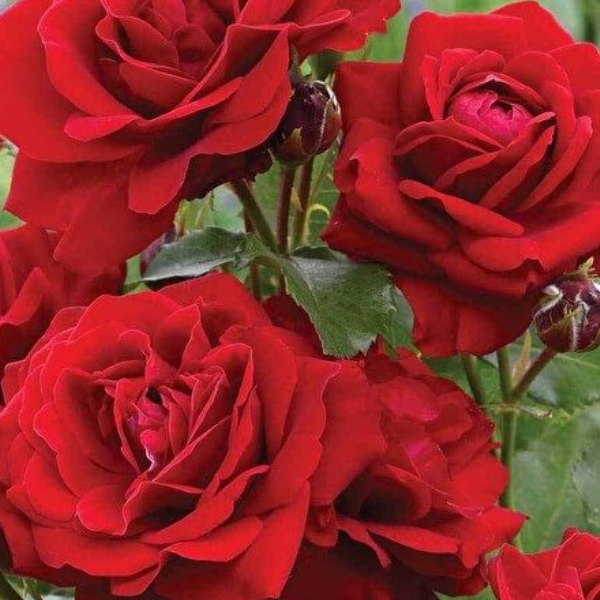 Роза полиантовая Mona Lissa