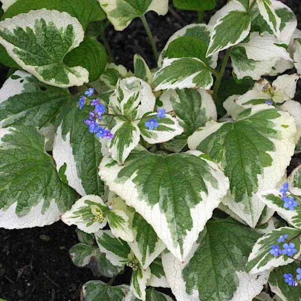 Основное изображение товара