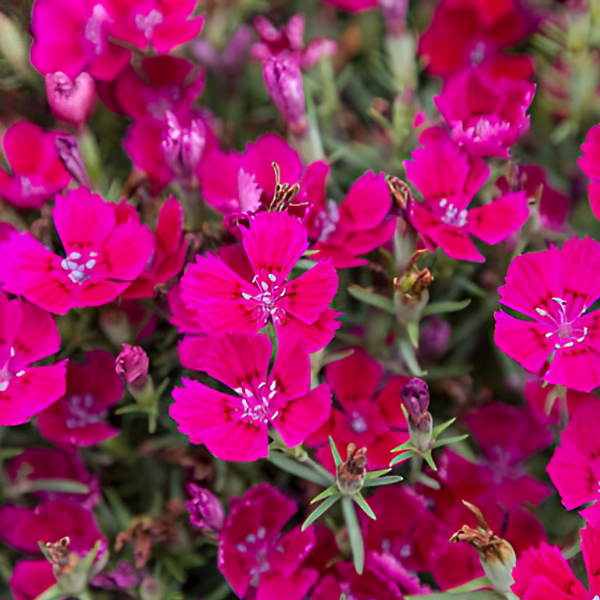 Основное изображение товара