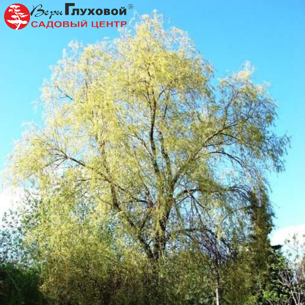 Основное изображение товара