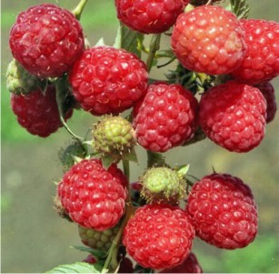 Малина Бригантина (среднепоздний сорт)