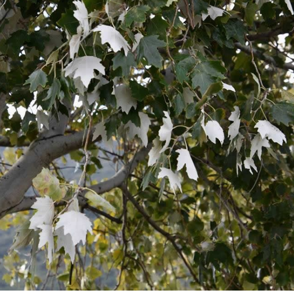 Основное изображение товара