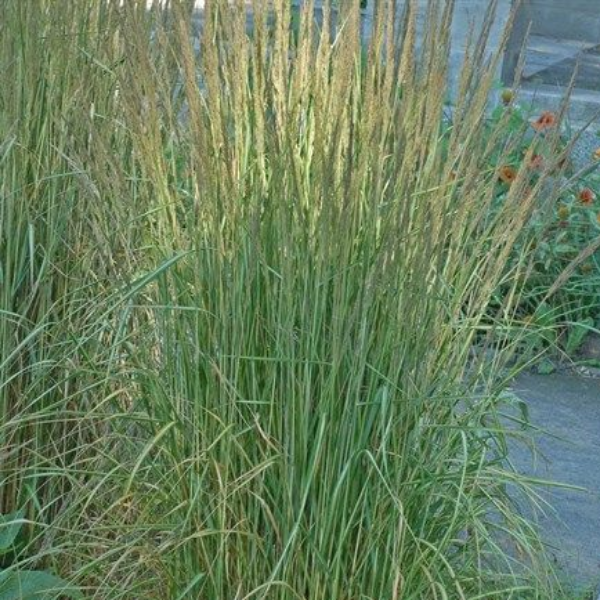 Основное изображение товара