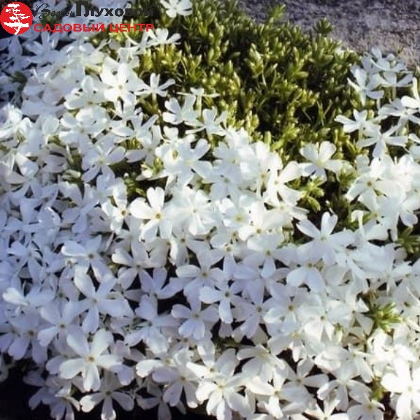 Основное изображение товара