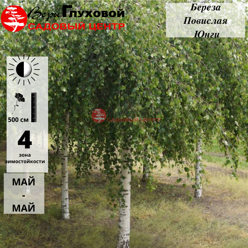 Береза повислая Юнги