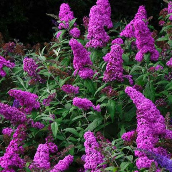 Основное изображение товара