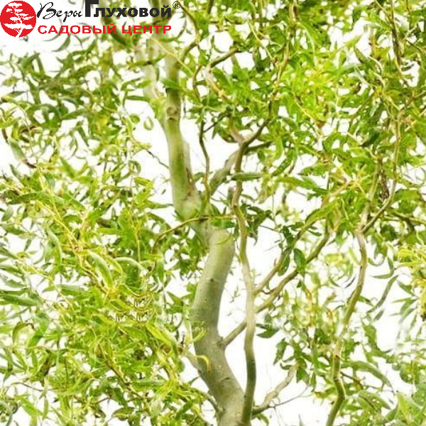 Основное изображение товара