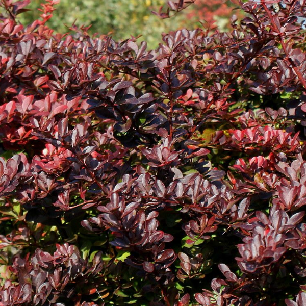 Основное изображение товара