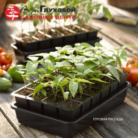 Готовая рассада к новому сезону