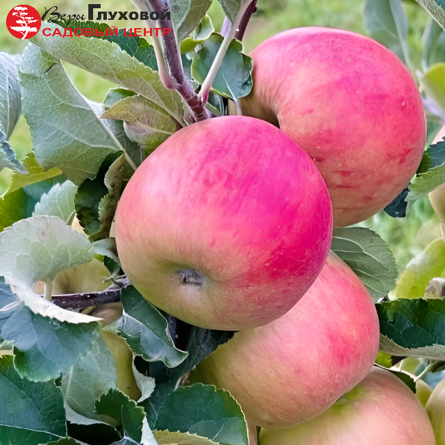 Рисунок 301.jpg