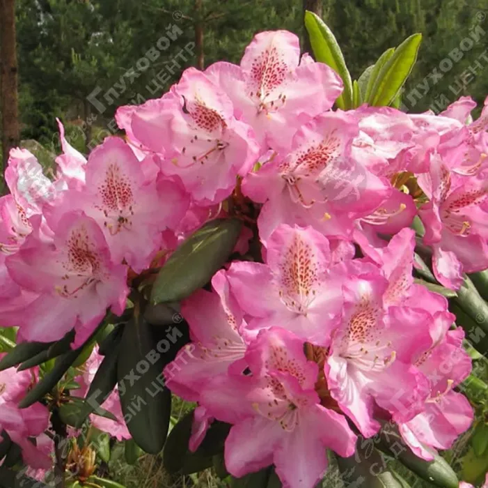 Рододендрон Rododendron_3_converted.webp
