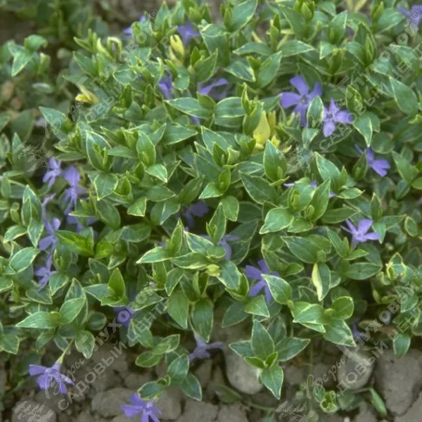 Argenteovariegata Argenteovariegata