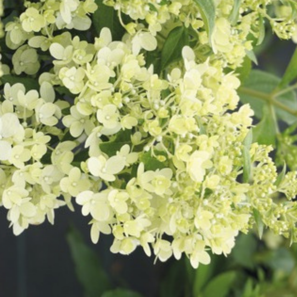 Меджикал Монблан .png Меджикал Монблан .png