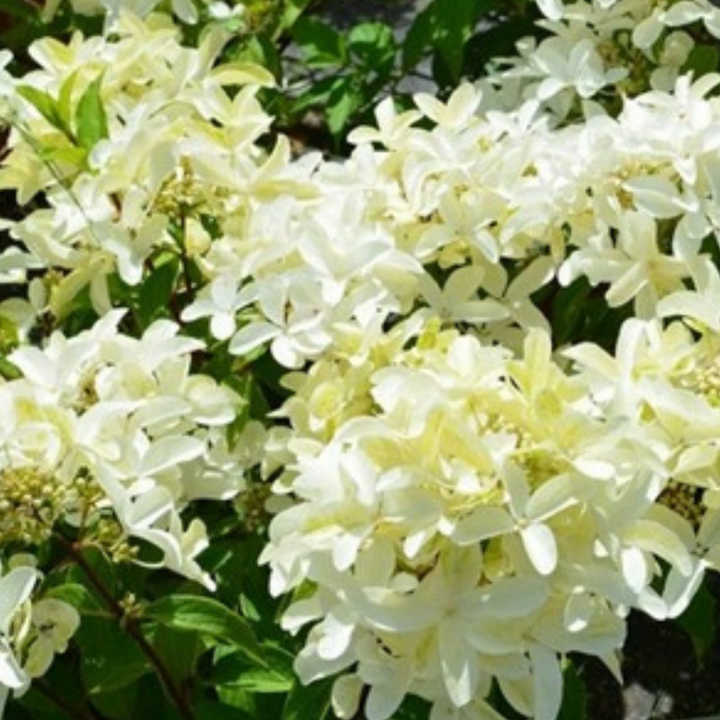 Стар розе.png Стар розе.png