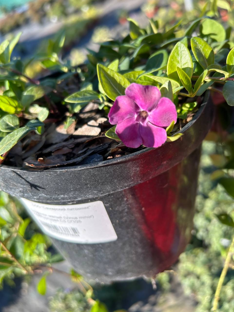 Барвинок Барвинок