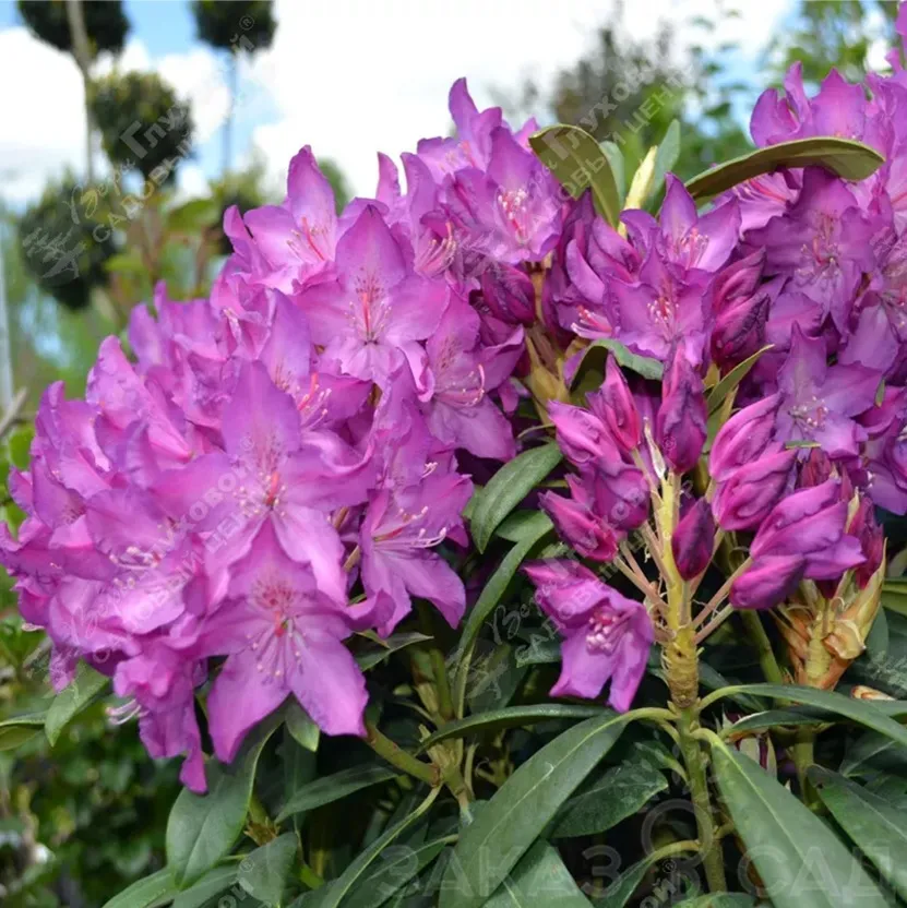 Рододендрон Рододендрон