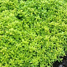 Основное изображение товара