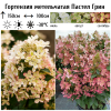 Гортензия метельчатая (Hydrangea paniculata) Пастел Грин 2-3вет ОКС СП/25