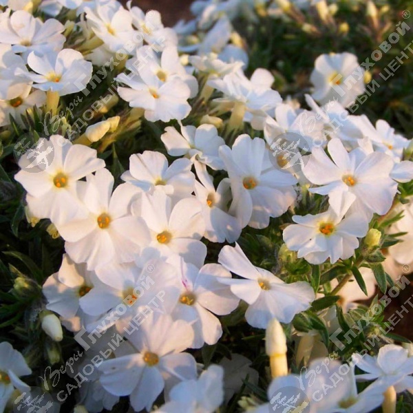 Флокс Дугласа "Вайт Адмирал"  на фото