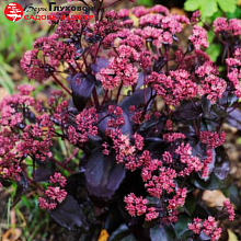 Основное изображение товара