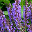 Шалфей дубравный  