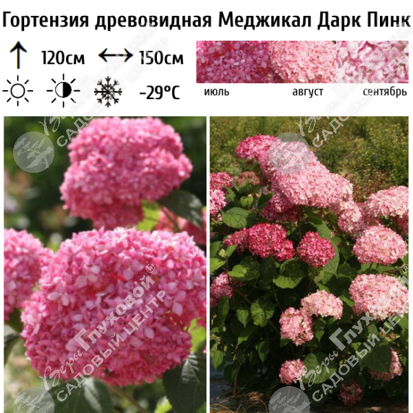Гортензия древовидная "Меджикал Дарк Пинк" на фото