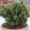 Сосна горная (Pinus mugo) Клостергрин 30-35 С5 НБл/25