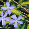 Барвинок малый (Vinca minor) Иллюминейшен С3 ГлХ/25