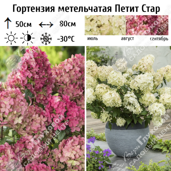 Гортензия метельчатая "Петит Стар" на фото