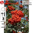 Рябина обыкновенная 