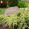 Можжевельник чешуйчатый (Juniperus sguamata) Холджер 50-60 С7,5 НБл/26
