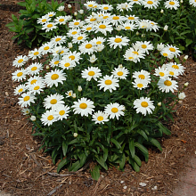 Основное изображение товара