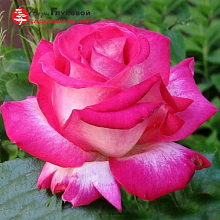 Основное изображение товара