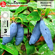 Жимолость 