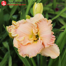 Основное изображение товара