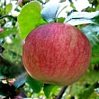 Яблоня 